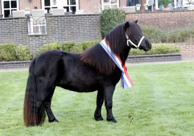 verz sacha vt stalletje_40I6850 kopie 2